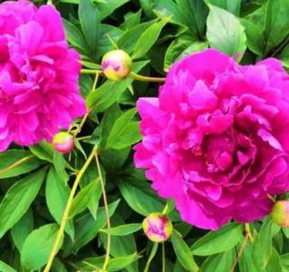 芍药什么季节开花最好?