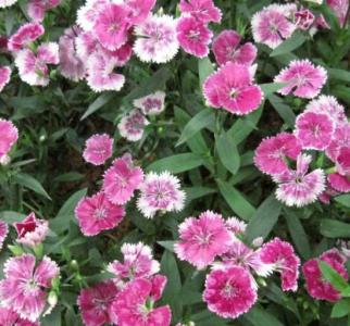 石竹子什么季节开花?