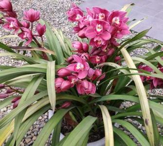将军兰花什么季节开花?