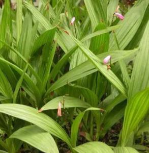 白芨是什么季节开花?