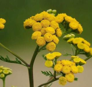 檀香花什么季节开花?