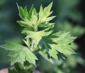 北艾什么季节开花?
