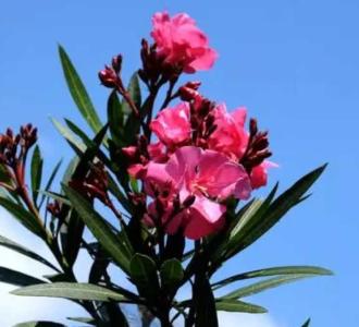 夹竹桃什么季节开花的?