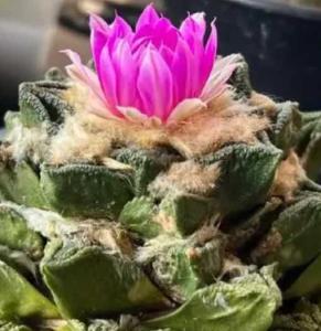 岩牡丹什么季节开花？