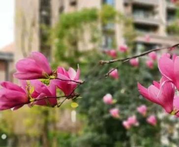 惊蛰花什么季节开花？