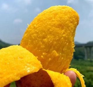 芒果会在什么季节开花？