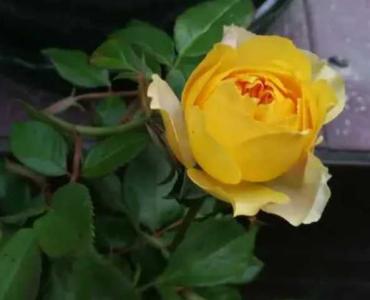 蜜蜂焦糖什么季节开花？