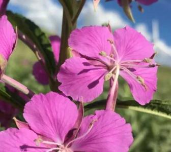 柳兰花什么季节开花？