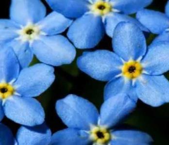 星辰花在什么季节开花？