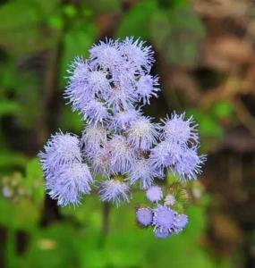 藿香蓟什么季节开花？