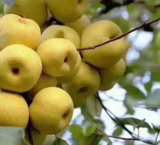 砀山酥梨什么季节开花？
