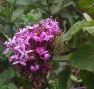 臭牡丹什么季节开花？