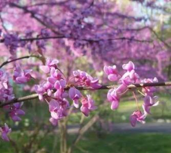 云南紫荆什么季节开花？