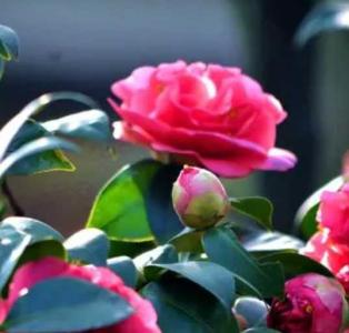 宝树茶花什么季节开花？