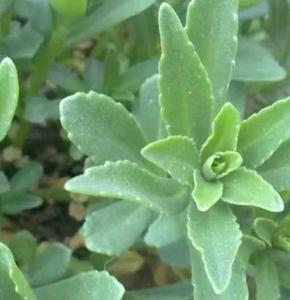 费菜什么季节开花？
