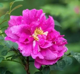 剿丝花什么季节开花?