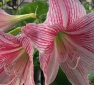 朱顶粉什么季节开花?