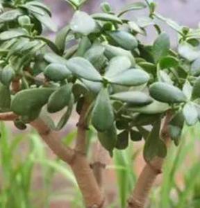 玉树什么季节开花好?