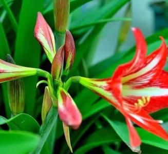 对联花什么季节开花？