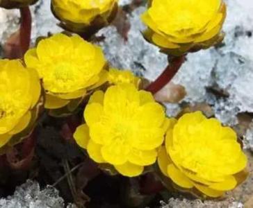 冰凌花 什么季节开花？