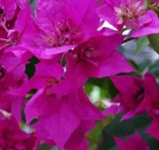 勒杜鹃什么季节开花？