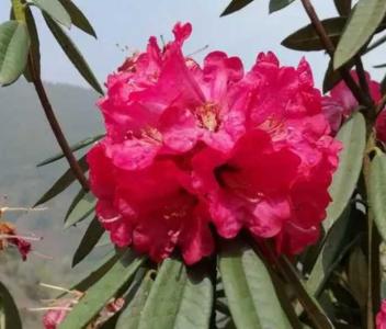 马樱花什么季节开花？
