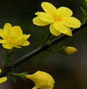迎春什么季节开花的？