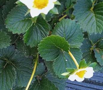 草莓什么季节适合开花？