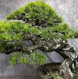 黑松是什么季节开花?