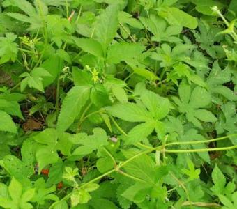 绞股蓝开花在什么季节？