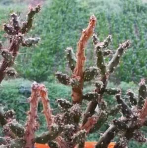 鹿角梅什么季节开花？