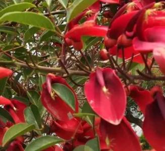 泉州刺桐什么季节开花？
