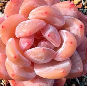 橙梦露开花什么季节？