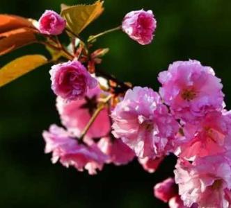 山樱花什么季节开花？