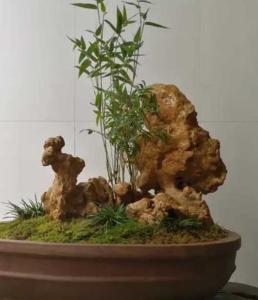 竹石什么季节开花？