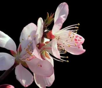 黑桃花什么季节开花？