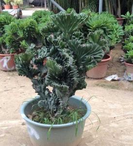 金麒麟什么季节开花？