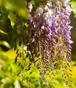 紫藤北方什么季节开花？
