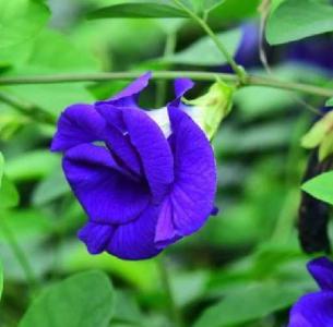 碟豆花什么季节开花？
