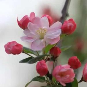 金海棠什么季节开花?