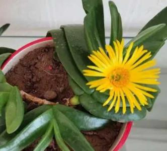 佛手掌什么季节开花?