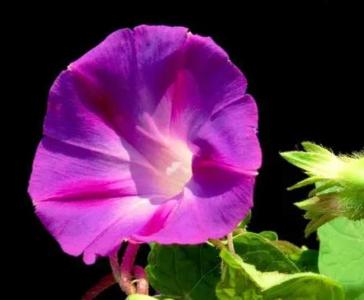 小牵牛什么季节开花？