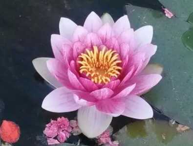 菜莲怎么养才能开花多