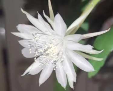 小叶昙花怎么养才能开花多