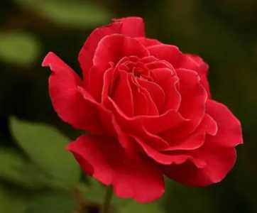 多菌灵可以浇月季花吗