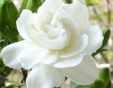 栀子花冬天可以剪枝吗