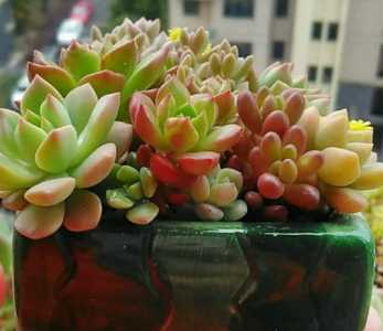 草木灰可以浇多肉吗