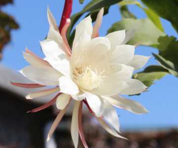 昙花可以插枝吗