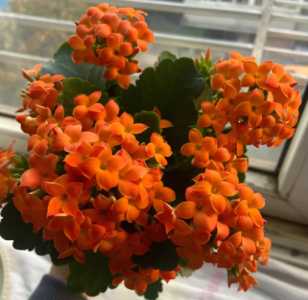黄豆水可以浇长寿花吗