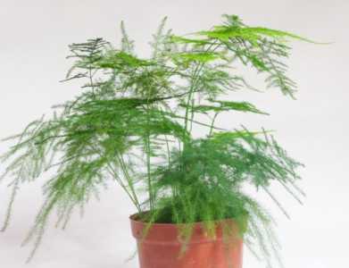 文竹怎么养才能开花多